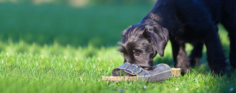 How to Train a Puppy to Tap Objects with Their Nose How to Train a Puppy to Tap Objects with Their Nose